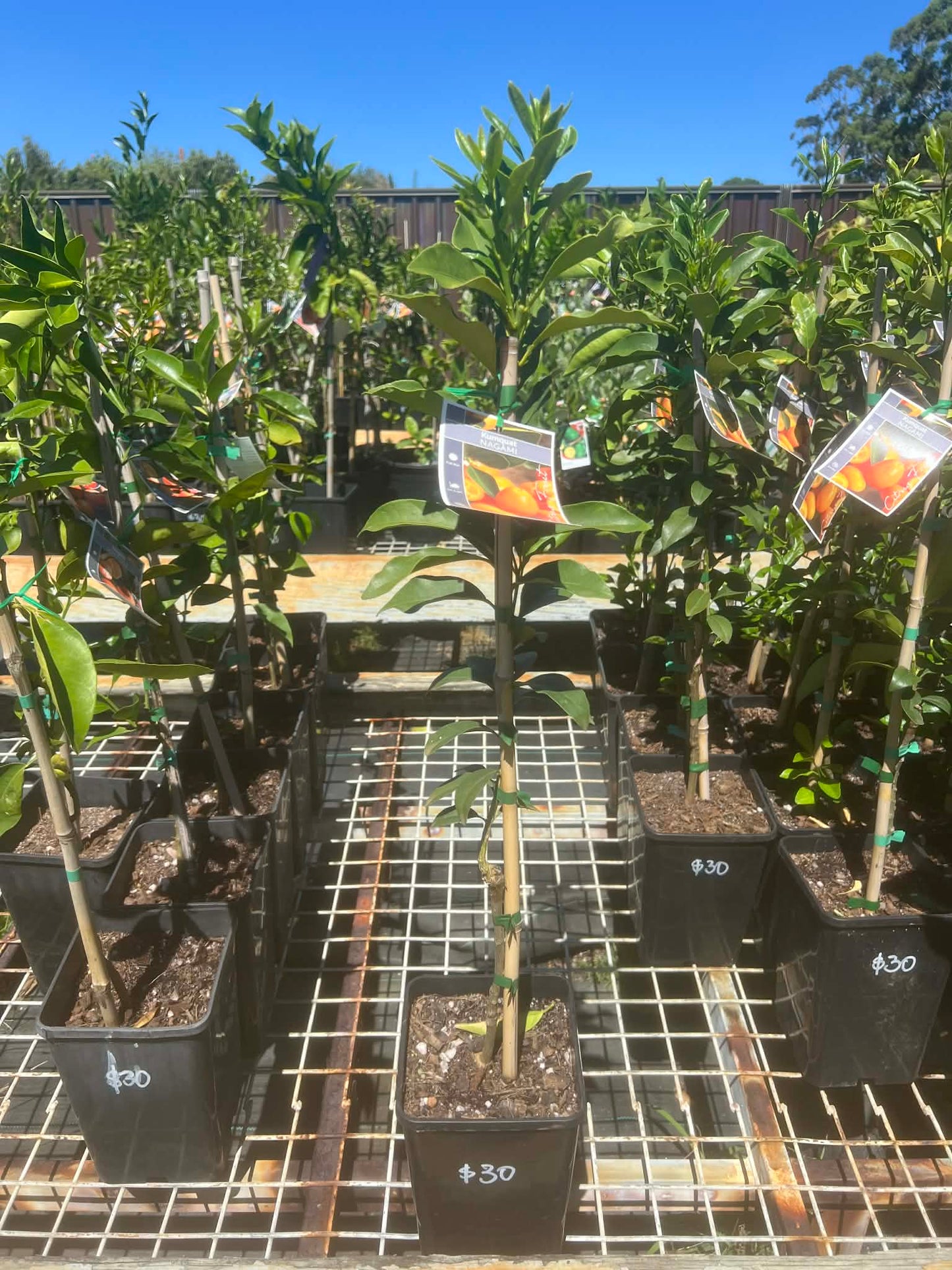 Kumquat Nagami Variety