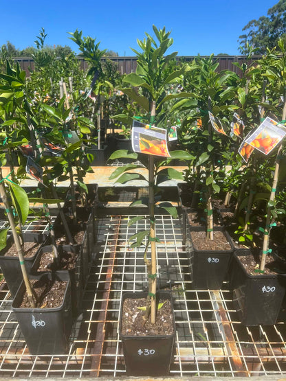 Kumquat Nagami Variety