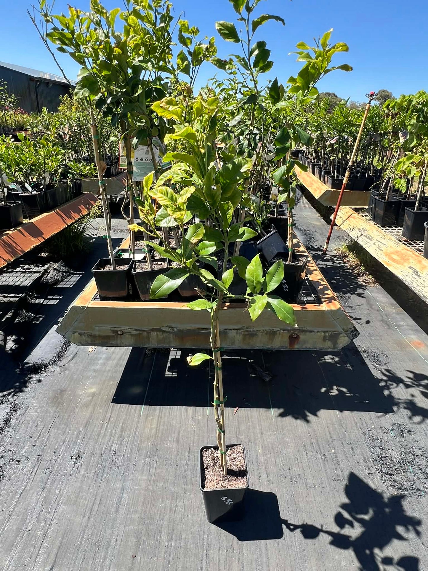 Lemon Seedless Eureka (Lemon Heaven)