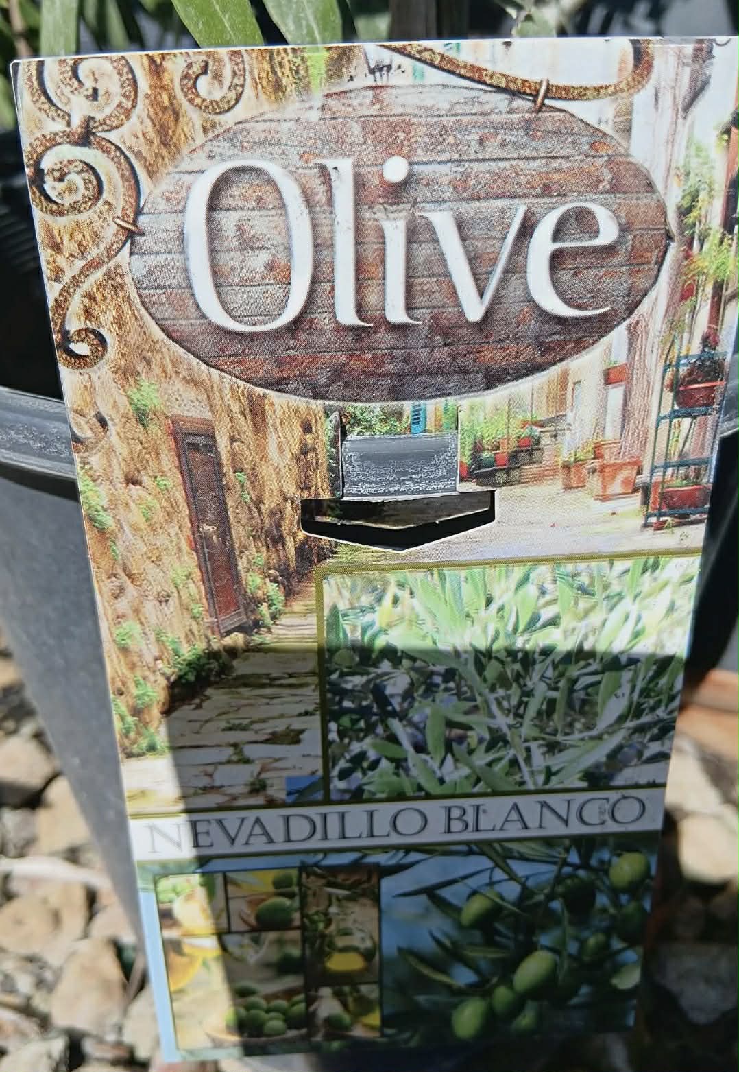 Olive Nevadillo Blanco Variety