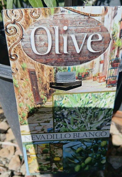 Olive Nevadillo Blanco Variety
