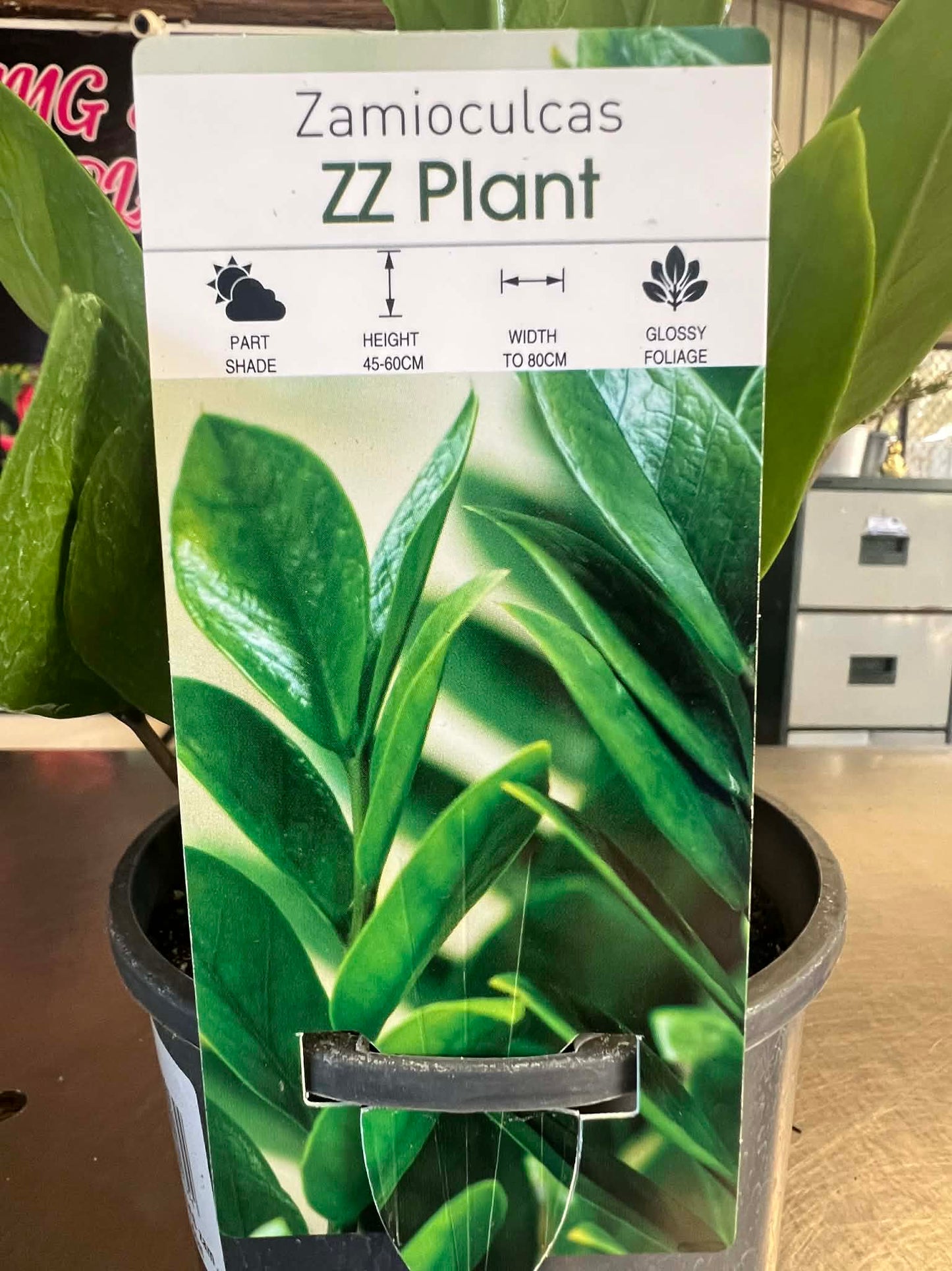 Zamioculcas ZeZe Plant