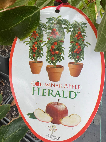 Dwarf Columnar Apple Tree Herald Variety