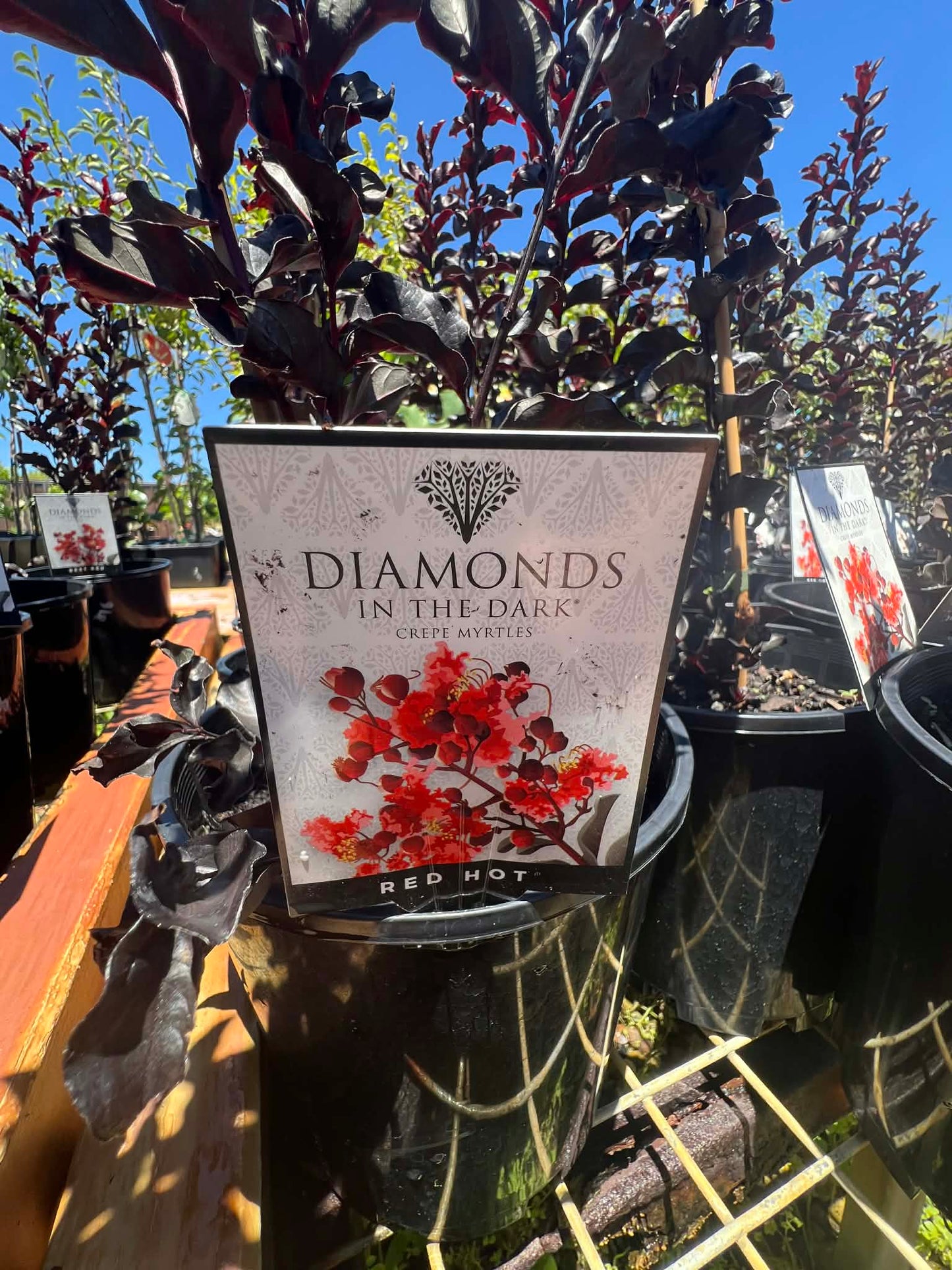 Diamonds In The Dark Red Hot Crepe Myrtle