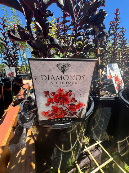 Diamonds In The Dark Red Hot Crepe Myrtle