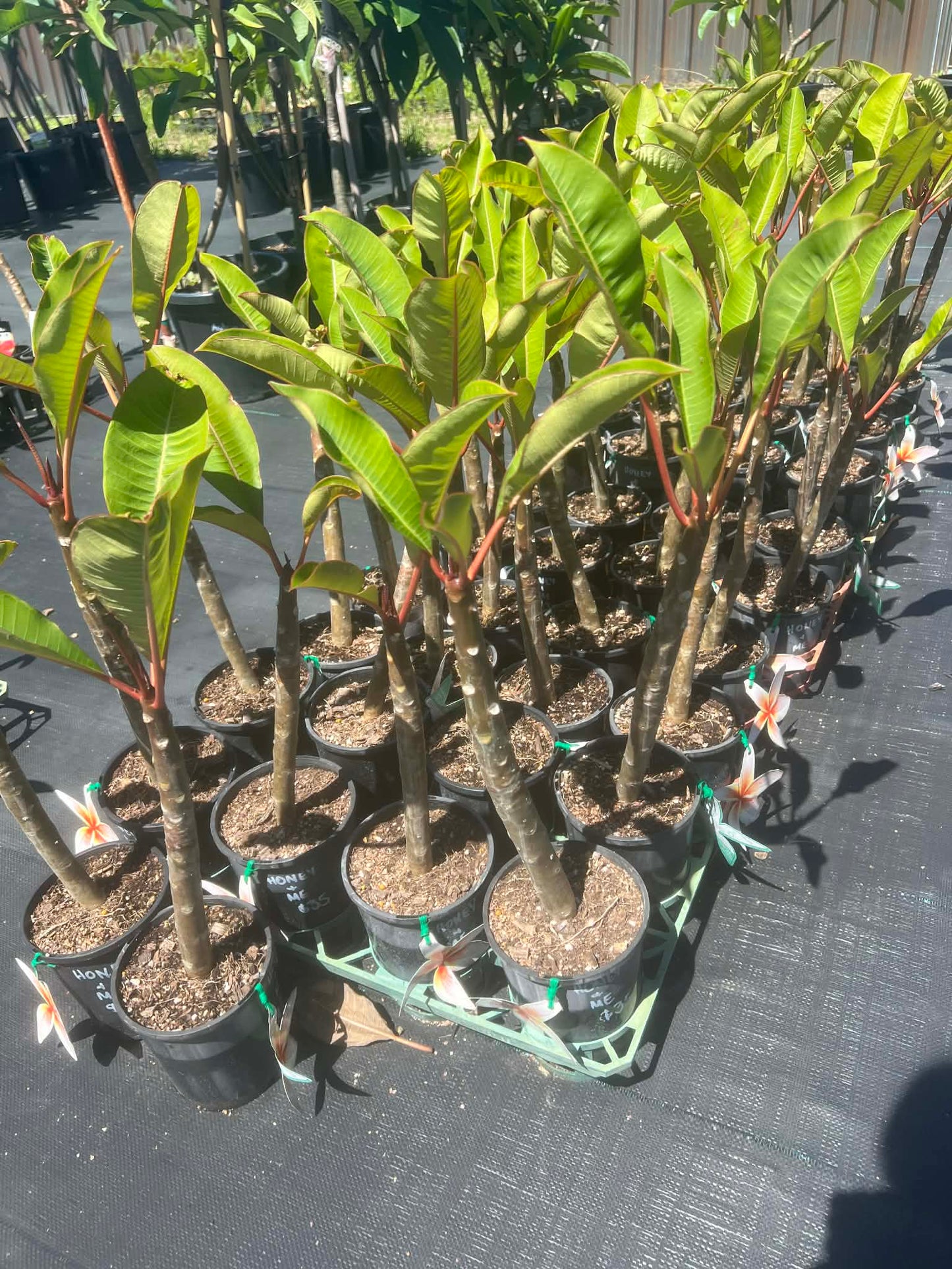 Frangipani Honey & Me