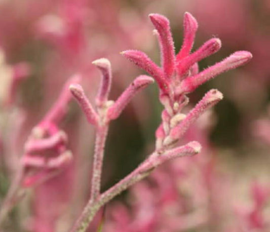 Kangaroo Paw Pink Beauty Variety