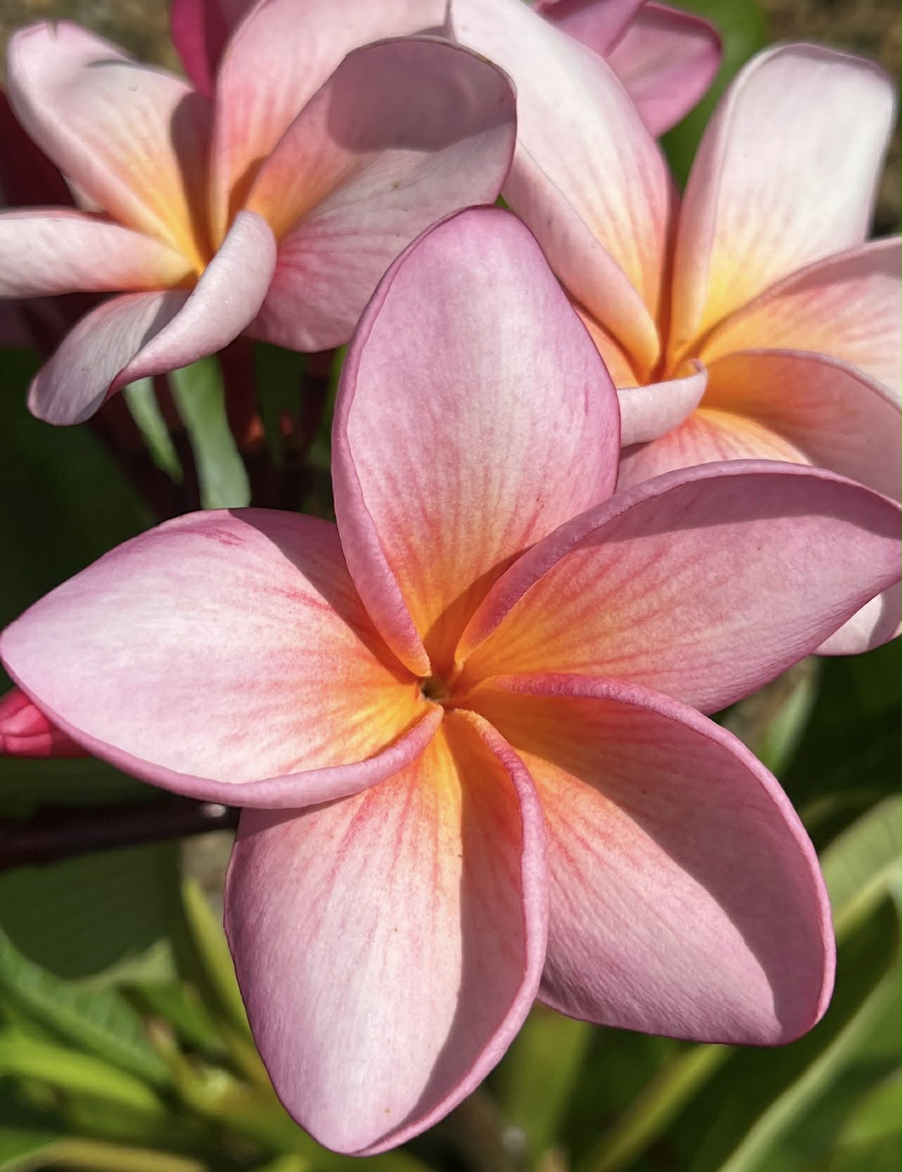 Frangipani Sally Moragne