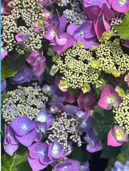 Hydrangea Black Lace Variety