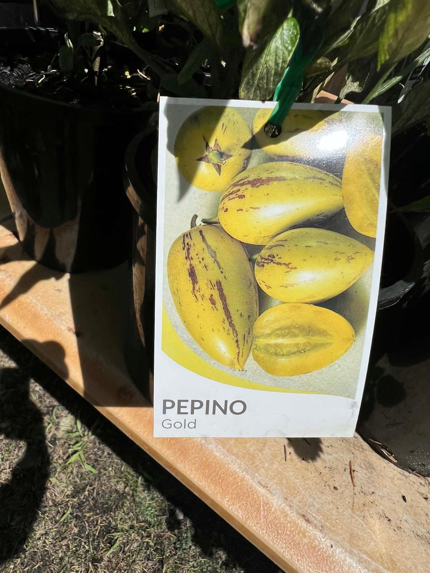 Pepino Gold Variety