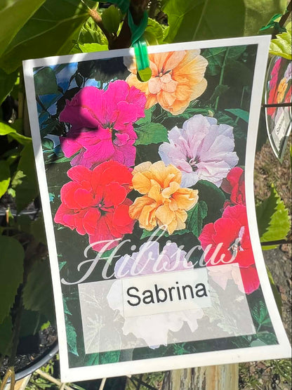 Hibiscus Sabrina