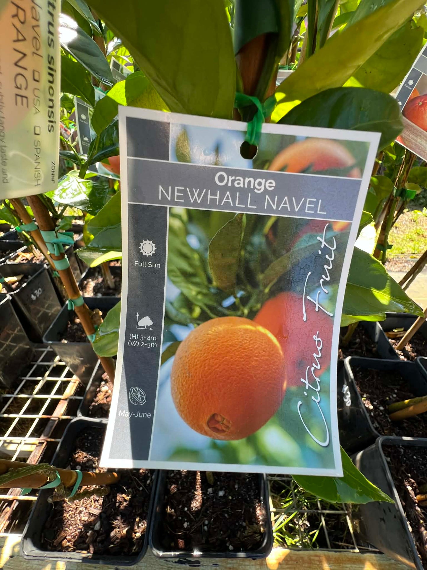 Orange Newhall  Navel Variety