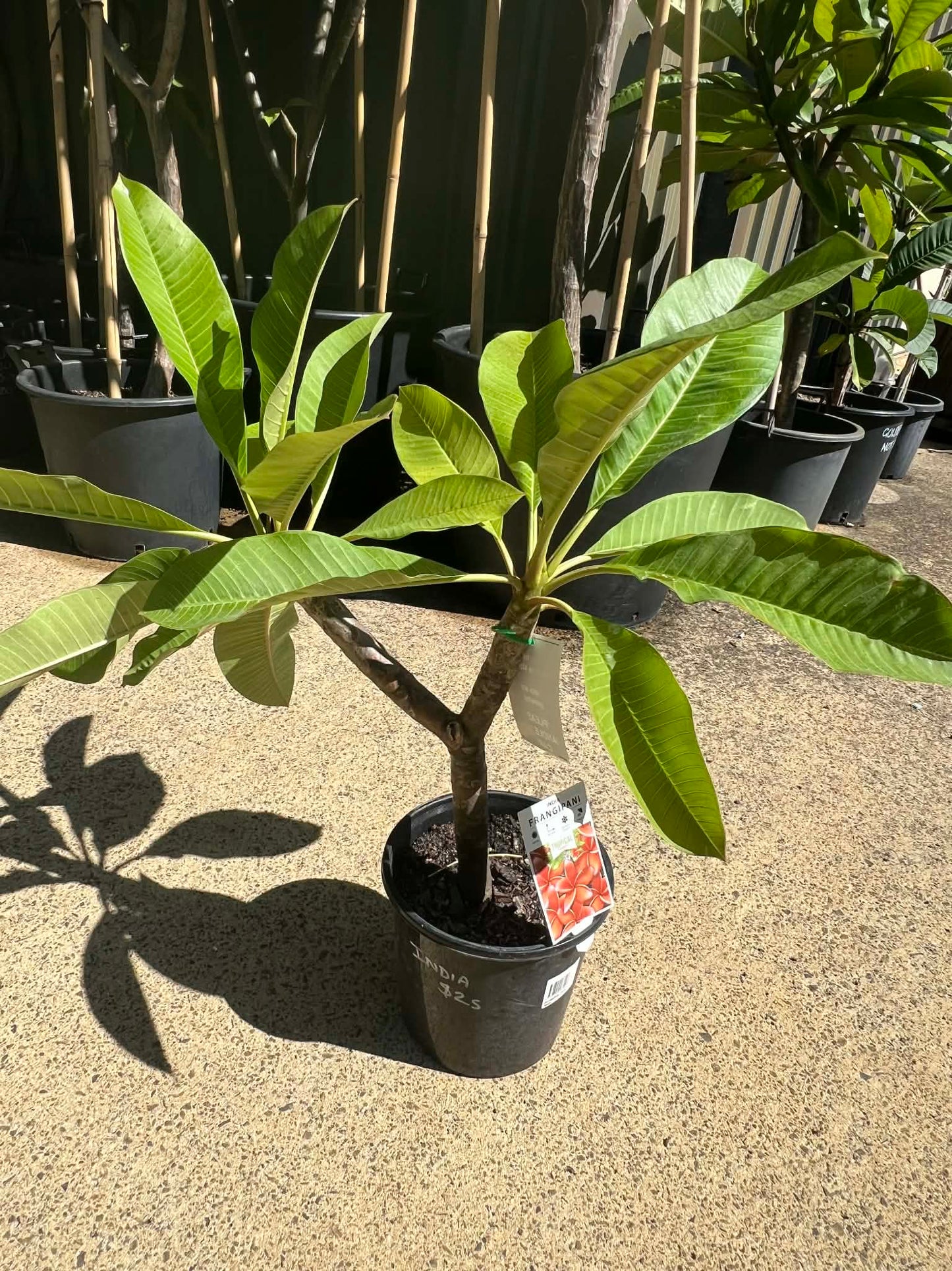 Special India Frangipani