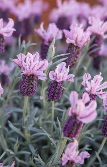 Lavender Silver Princess