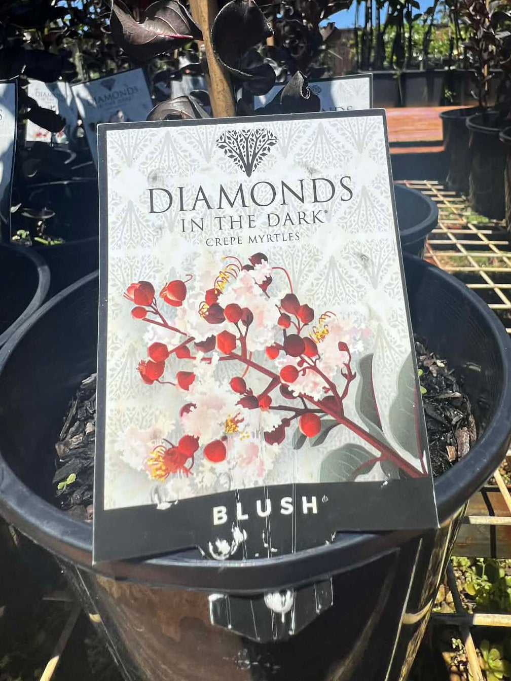 Diamonds In The Dark Blush Crepe Myrtle