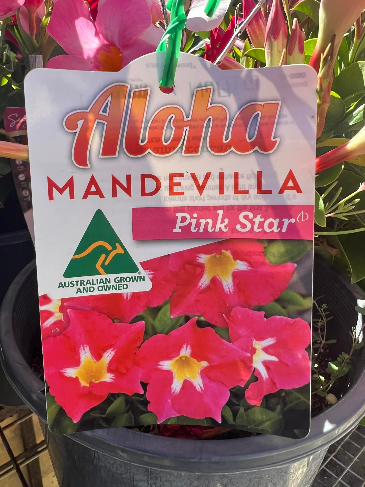 Mandevilla Pink Star Variety