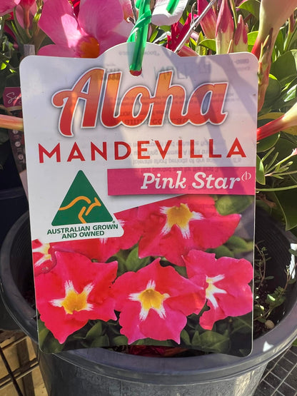 Mandevilla Pink Star Variety