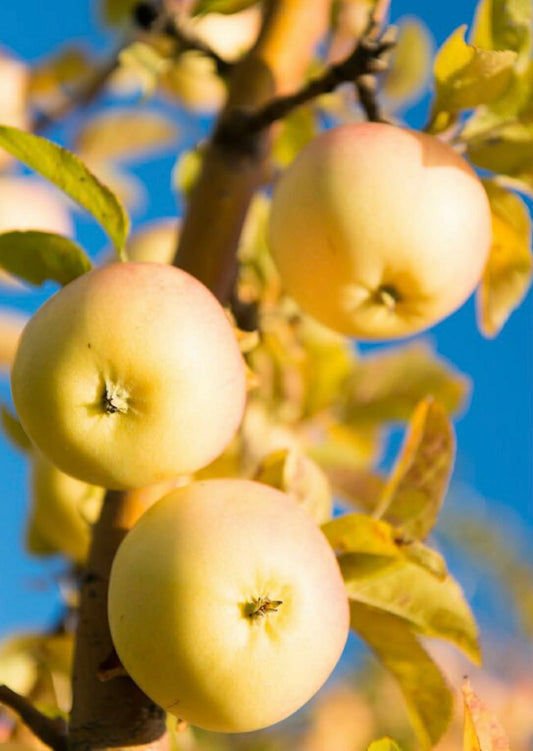 Dwarf Columnar Apple Tree Harmony Variety