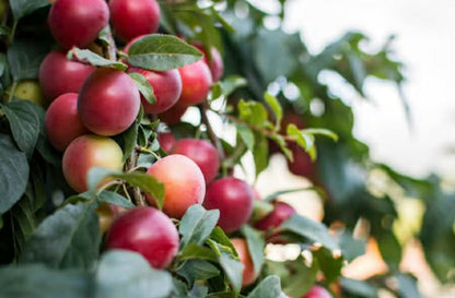 Dwarf Columnar apple Cumulus Variety