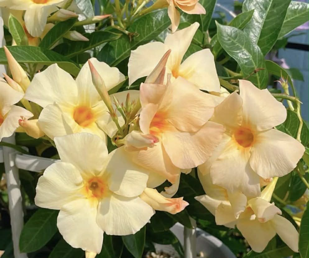 Mandevilla Apricot Variety