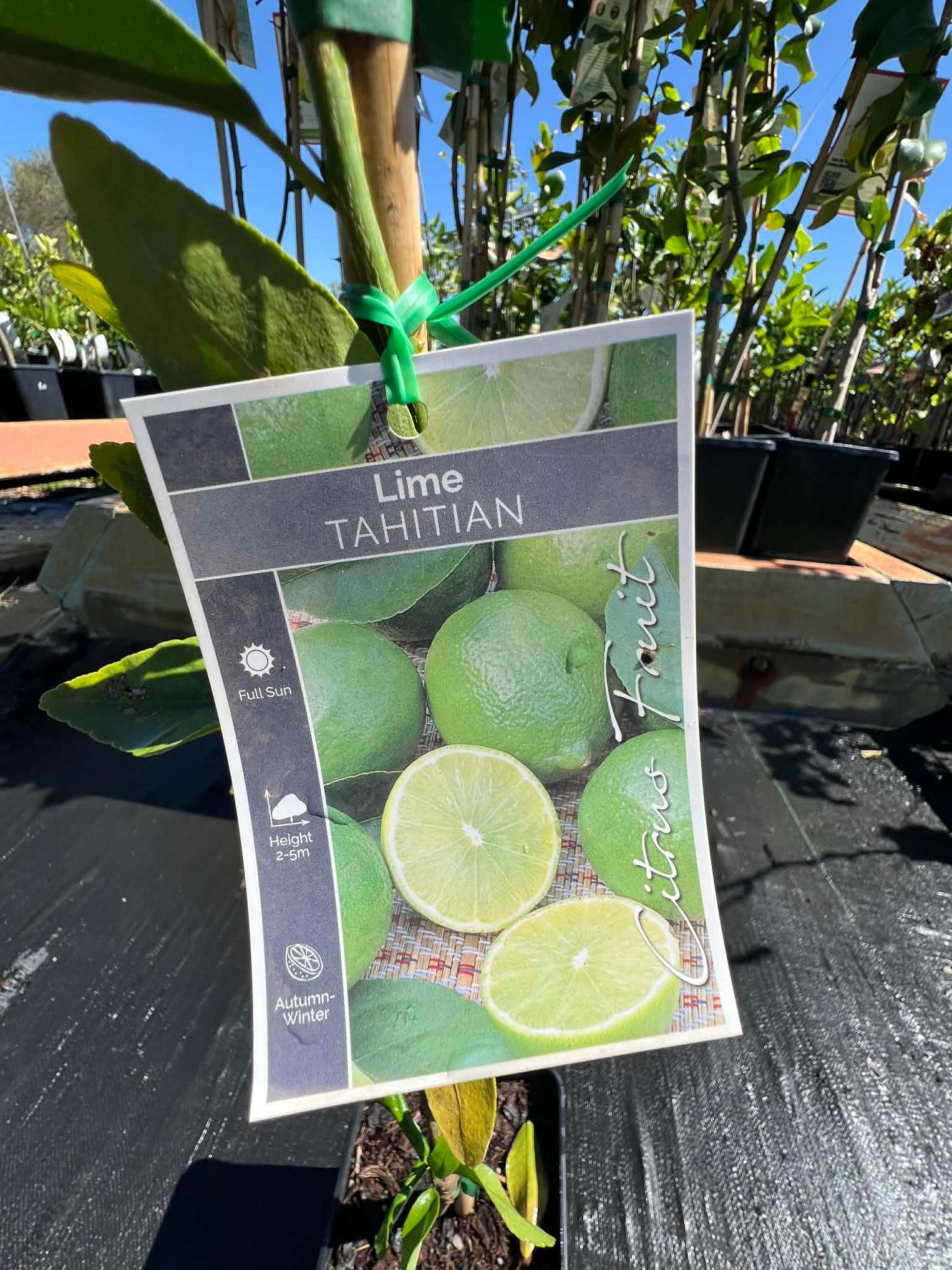 Lime Tahitian Variety