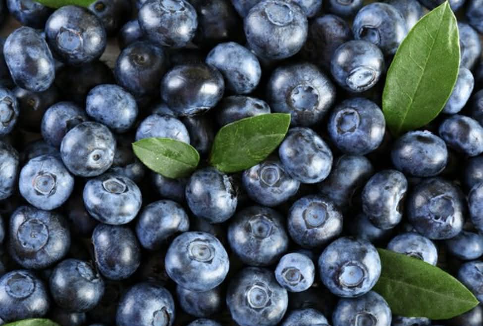 Blueberry Vitality Variety