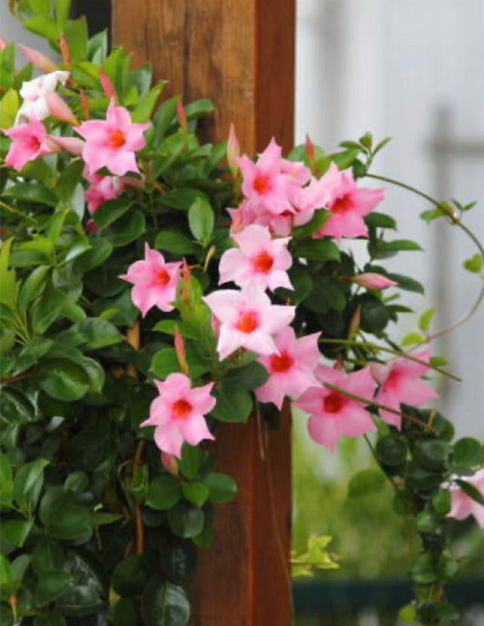 Mandevilla Classic Cream Pink variety