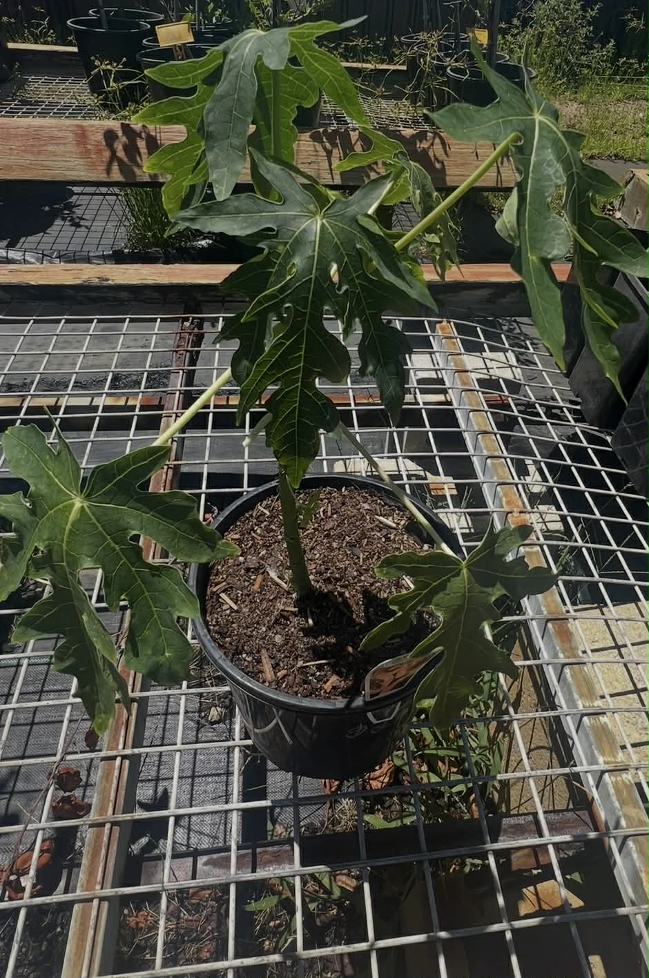 Dwarf Bisexual Red Paw Paw