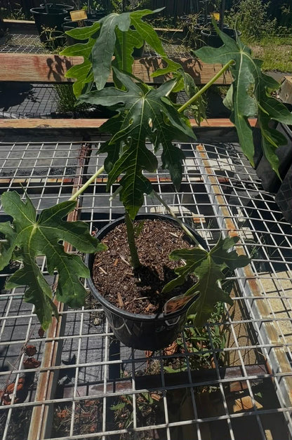 Bisexual Red Paw Paw (Standard Size)