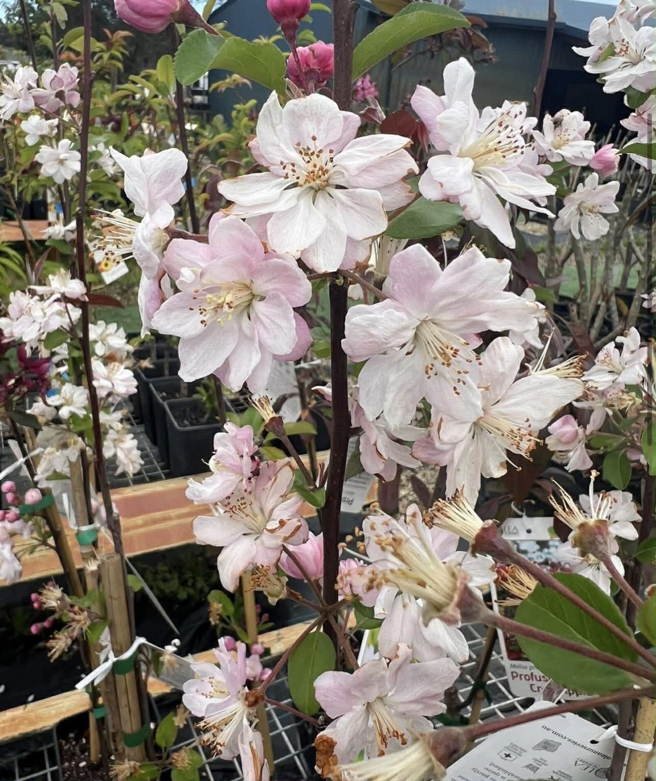Crab Apple Mulus Spectabillis Variety