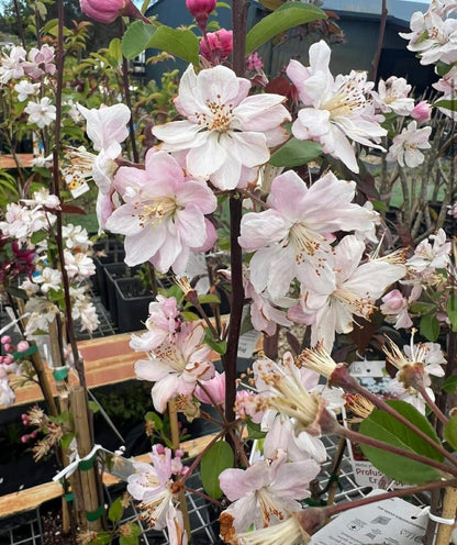Crab Apple Mulus Spectabillis Variety