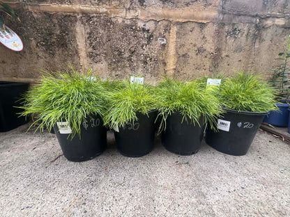 Acacia Limelight (Cousin it)