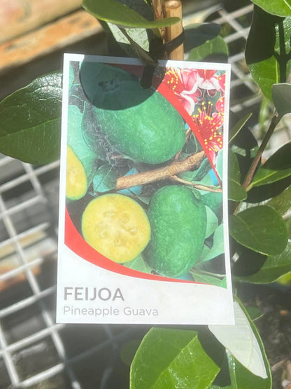 Feijoa Duffy Self Pollinating Variety