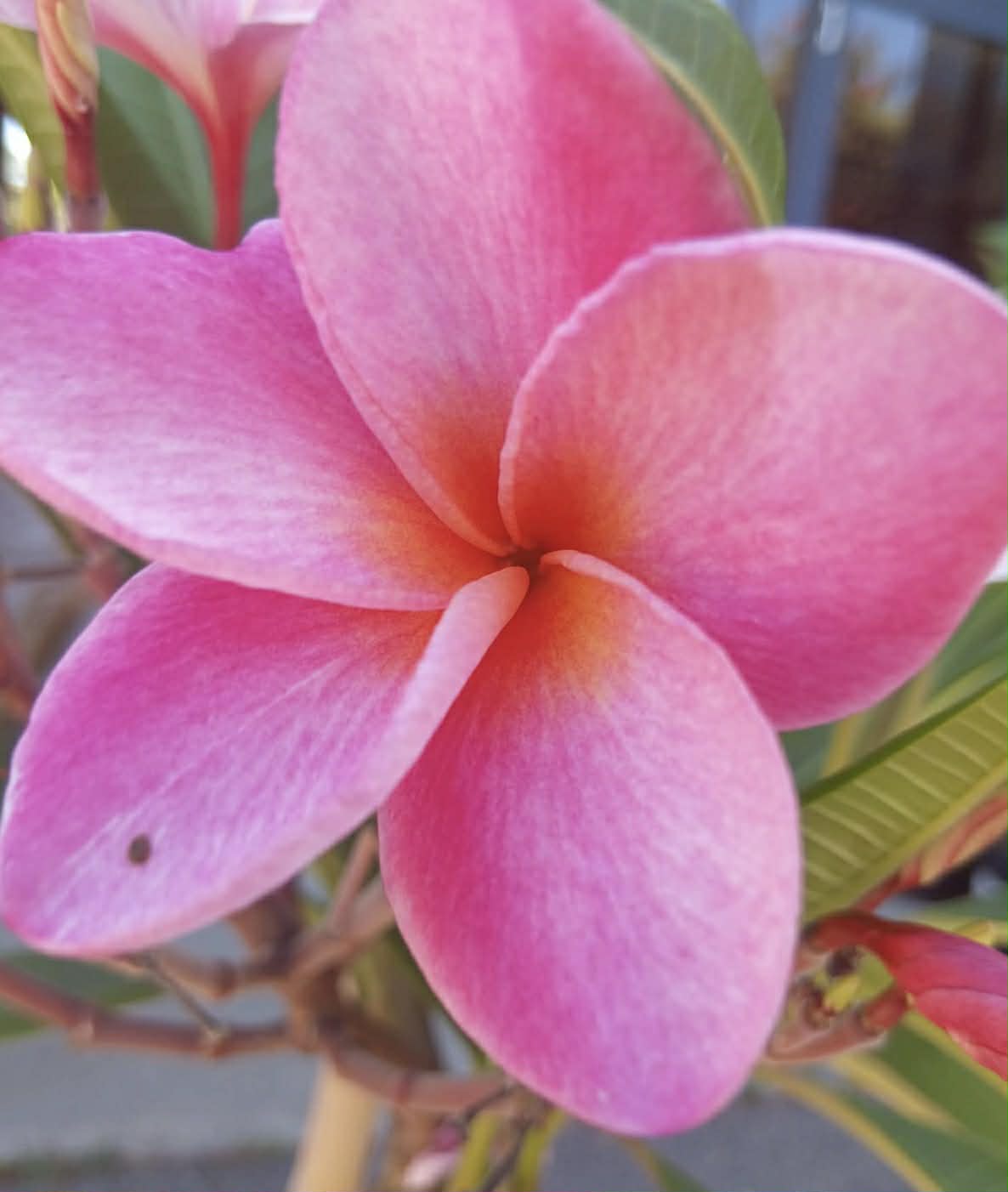 Frangipani Tomlinson Pink