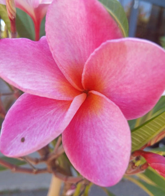 Frangipani Tomlinson Pink
