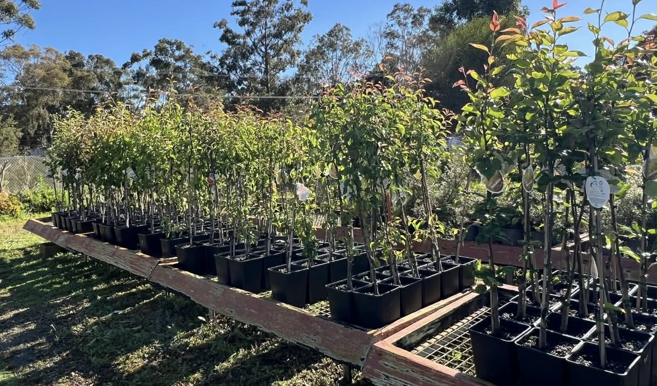 Dwarf Koshi Nashi pear