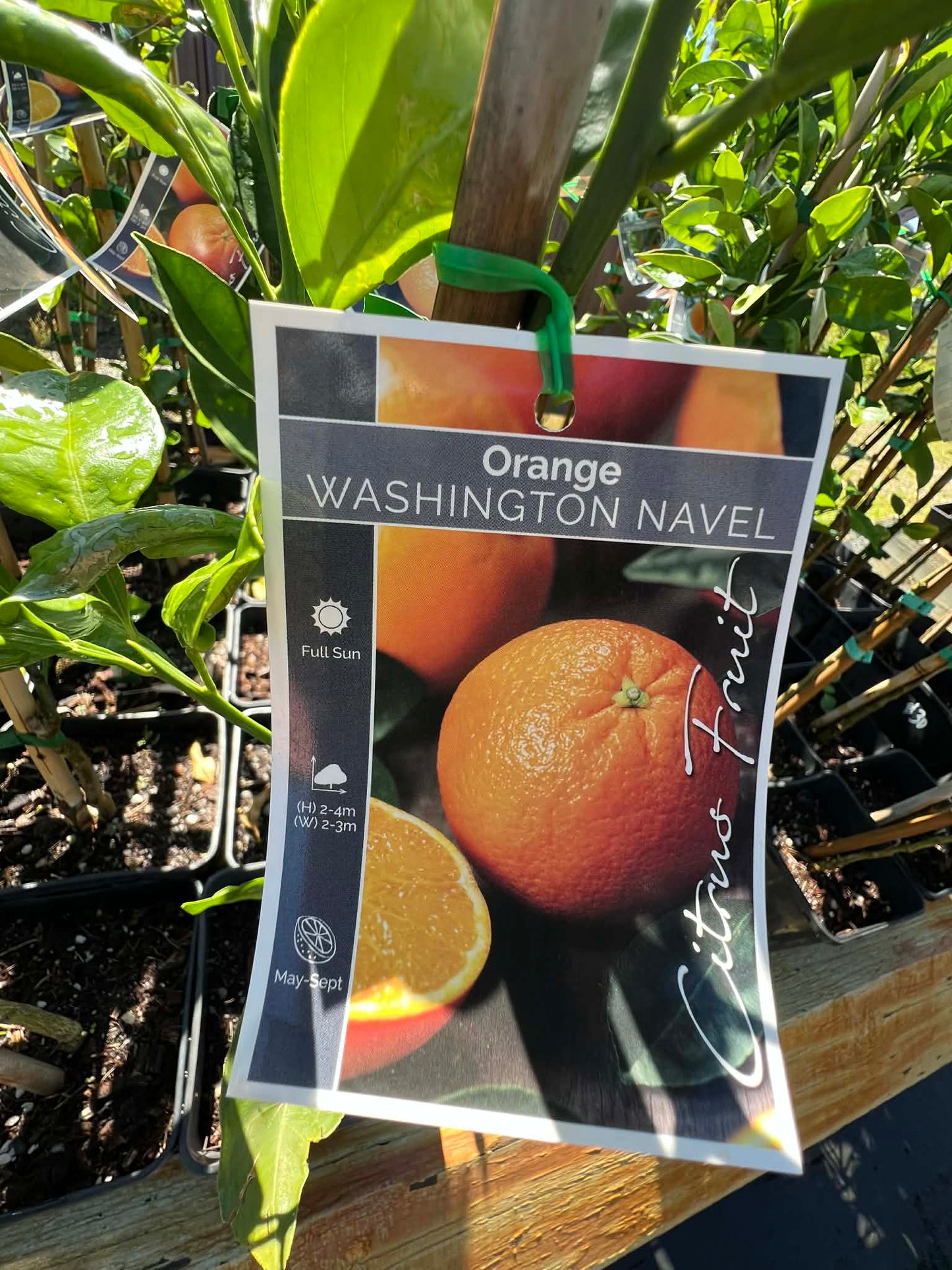 Orange Washington Navel Variety