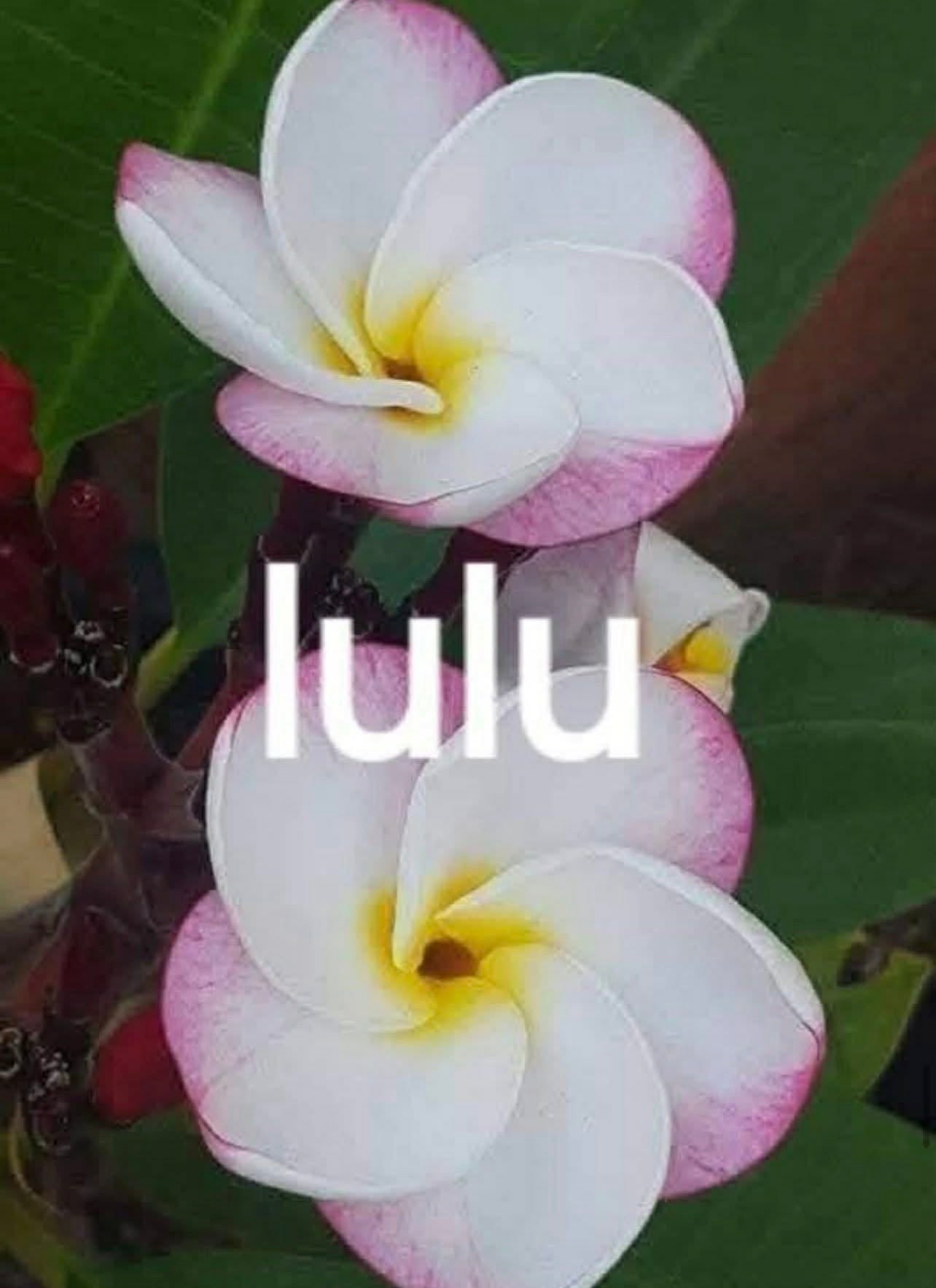 Lulu