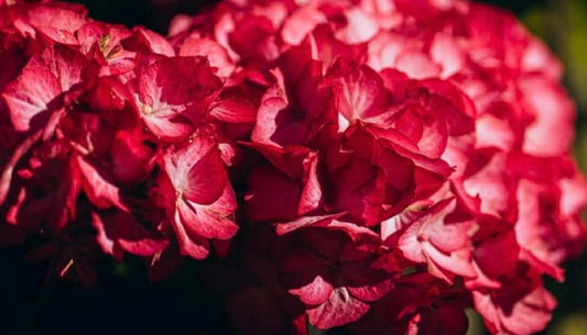 Hydrangea Magical Ruby Red Variety