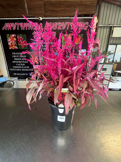 Celosia Dragons Breath
