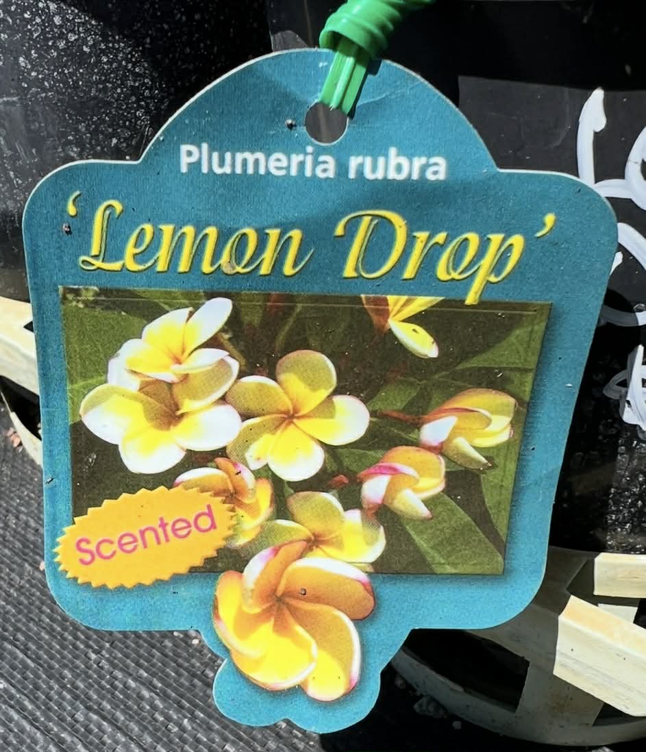 Frangipani Lemon Drop