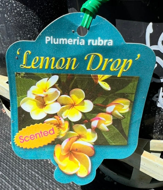 Frangipani Lemon Drop