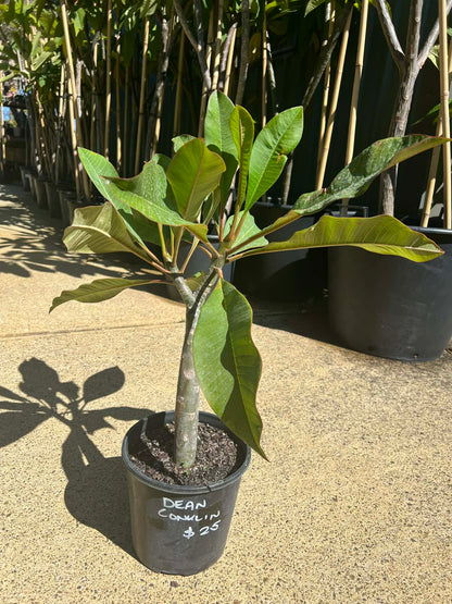 Special Dean Conklin Frangipani
