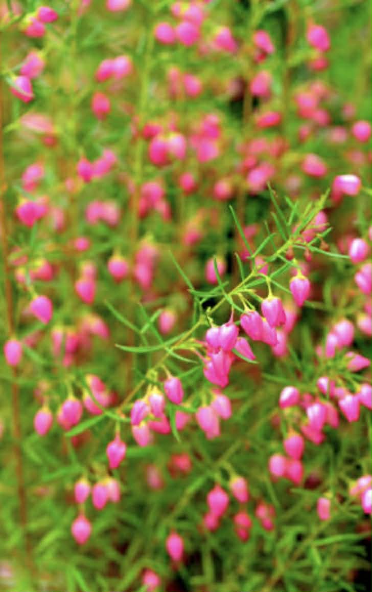 Boronia