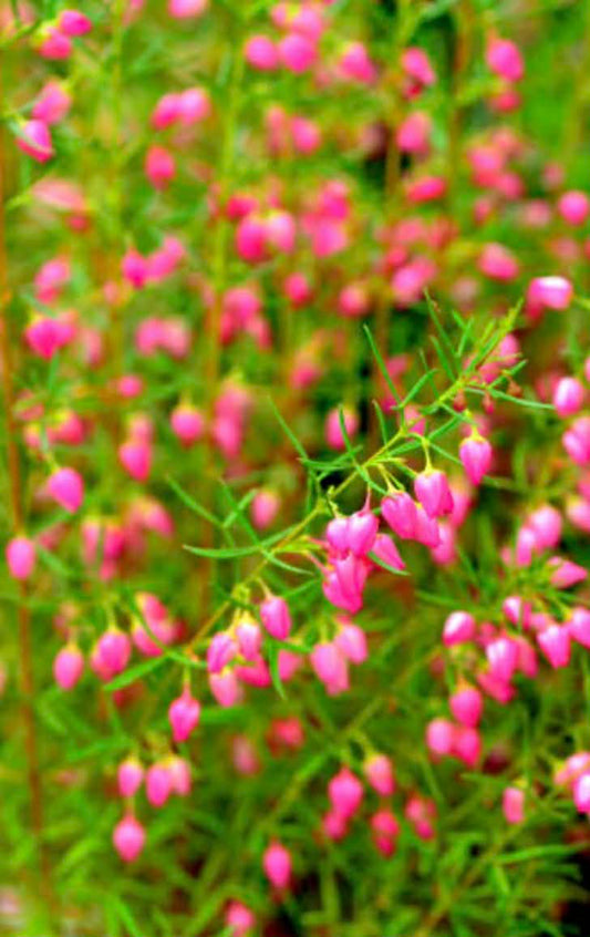 Boronia