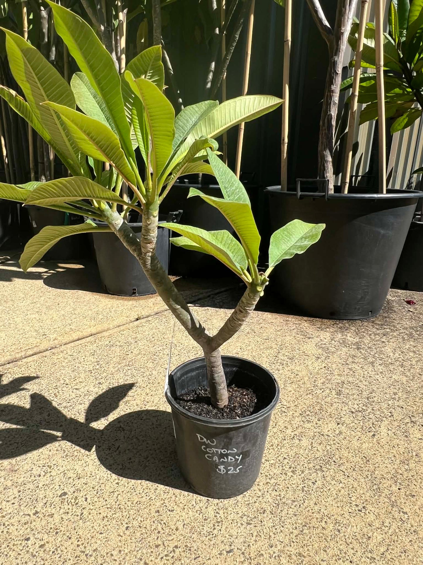 Special Dwarf Cotton Candy Frangipani