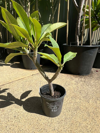 Special Dwarf Cotton Candy Frangipani
