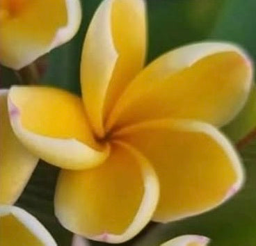 Special Dwarf Heidi Frangipani