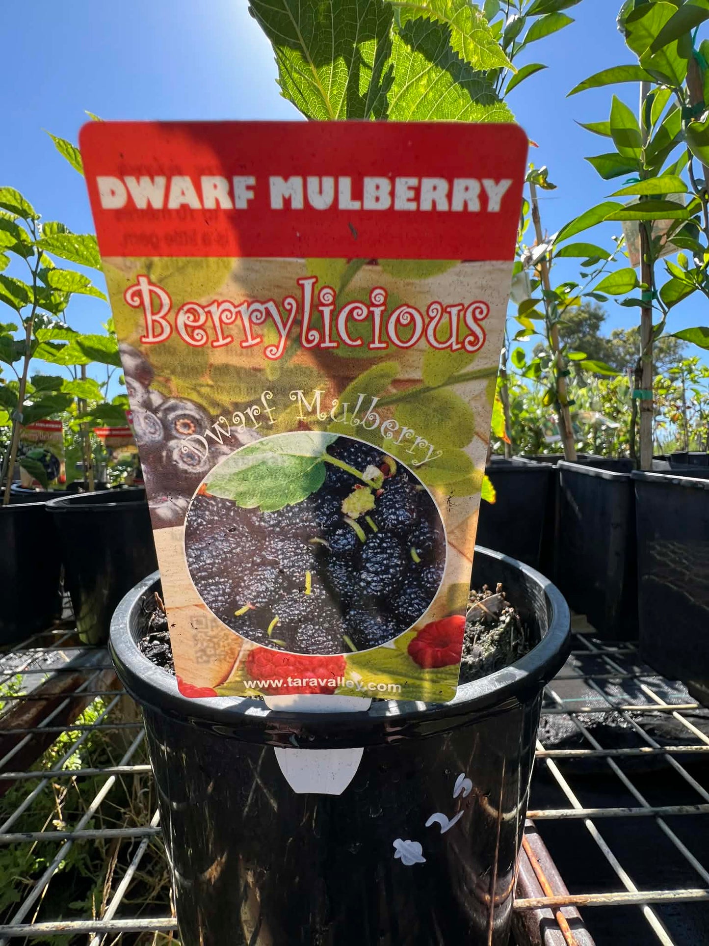 Dwarf Black Mulberry