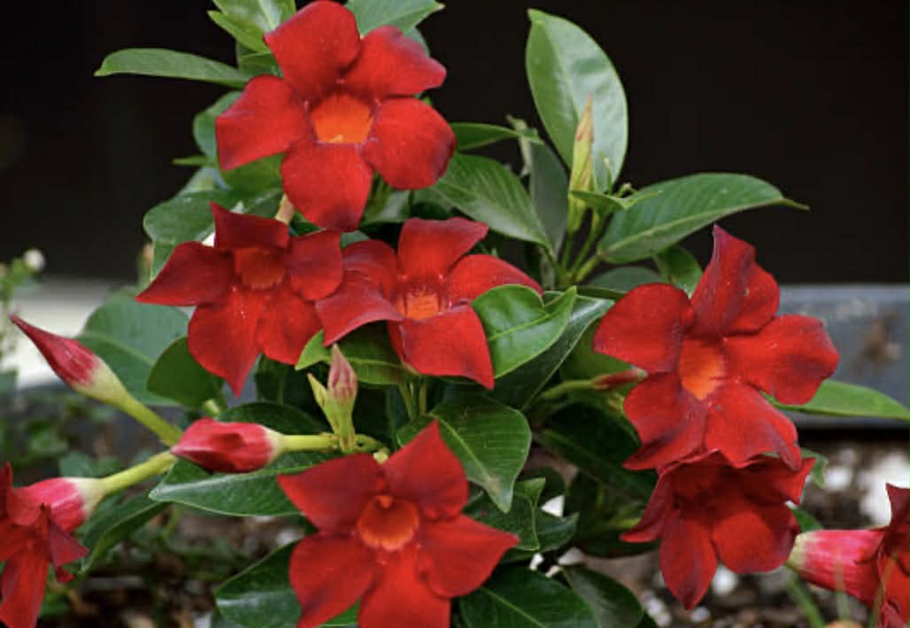 Mandevilla Crimson Fantasy Variety